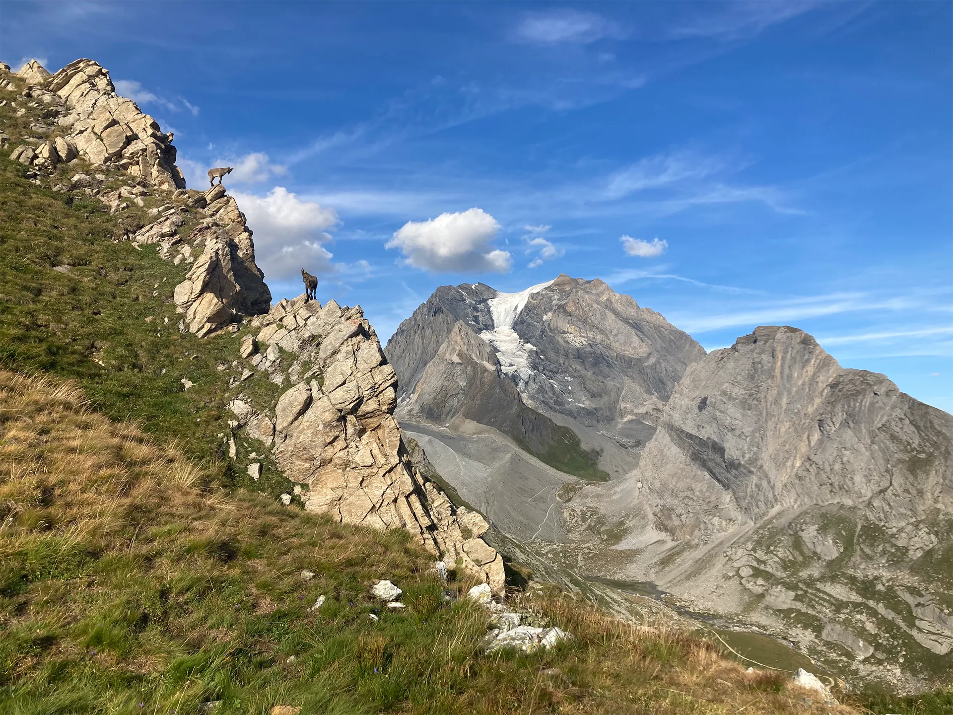 Vue grande-casse avec des étagnes la femelle du bouquetin